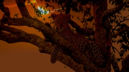 5 Wild Night Safaris In India That'll Totally Change How You See The Jungle