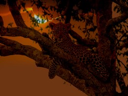 5 Wild Night Safaris In India That'll Totally Change How You See The Jungle