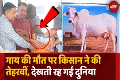 cow_13th_152786अनूठी तेरहवीं, गांव को मृत्युभोज...किसान ने पेश की मिसाल cow_13th_152786अनूठी तेरहवीं, गांव को मृत्युभोज...किसान ने पेश की मिसाल