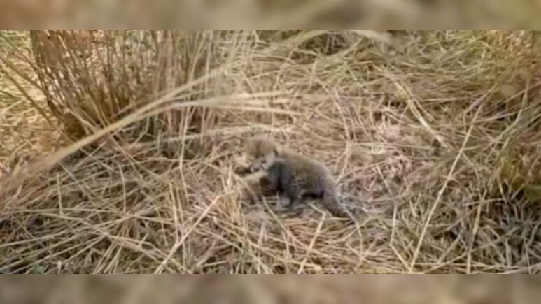 कूनो से बड़ी खुशखबरी, चीता नीरवा ने पांच शावकों को दिया जन्म, अब 30 पार पहुंची संख्या