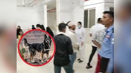 Dog Bite Case : खंडवा में पागल कुत्ते का आतंक,&nbsp;एक ही वार्ड में 13 बच्चों को काटा, मची अफरा-तफरी