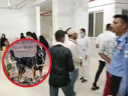 Dog Bite Case : खंडवा में पागल कुत्ते का आतंक, एक ही वार्ड में 13 बच्चों को काटा, मची अफरा-तफरी Dog Bite Case : खंडवा में पागल कुत्ते का आतंक, एक ही वार्ड में 13 बच्चों को काटा, मची अफरा-तफरी