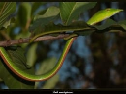 Rare Snake Rediscovered In Dudhwa Tiger Reserve, 2nd Sighting In India Rare Snake Rediscovered In Dudhwa Tiger Reserve, 2nd Sighting In India