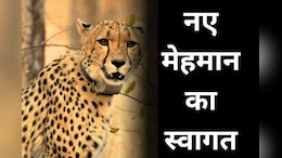 Project Cheetah in MP: कूनो के बाद अब गांधीसागर में छोड़े जाएंगे चीते, इस बार बोत्सवाना से आएंगी 'Big Cat'