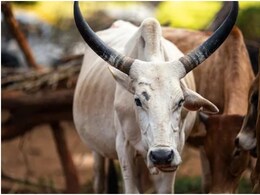 Rajasthan: गोवंश से कुकर्म करते हुए युवक का वीडियो वायरल, आरोपी को सजा देने थाने के अंदर घुस गई भीड़