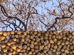 Tendu Fruits: एमपी और छत्तीसगढ़ में इन दिनों तेंदू की बहार, जानिए इस जंगली फल के फायदे