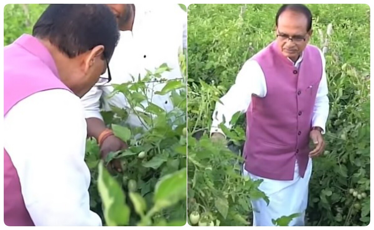 (अपने खेतों में फसल देखते शिवराज सिंह चौहान) (अपने खेतों में फसल देखते शिवराज सिंह चौहान)