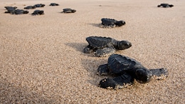 5 Incredible Spots To Watch Baby Turtles Waddle To The Sea In India