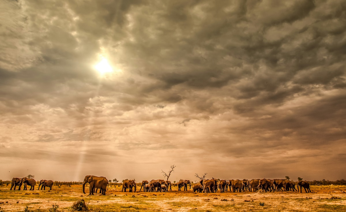 Botswana. Photo: Unsplash Botswana. Photo: Unsplash