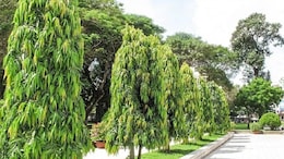 मह&zwj;िलाओं की कई समस्&zwj;याओं को दूर करता है ये पेड़, माता सीता का भी हर ल&zwj;िया था शोक&nbsp;