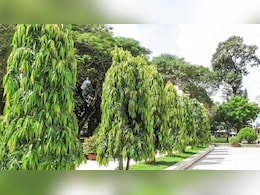 महिलाओं की कई समस्याओं को दूर करता है ये पेड़, माता सीता का भी हर लिया था शोक  महिलाओं की कई समस्याओं को दूर करता है ये पेड़, माता सीता का भी हर लिया था शोक