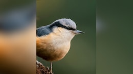 Secret Mathematical Rule Has Shaped Bird Beaks For 200 Million Years