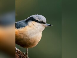Secret Mathematical Rule Has Shaped Bird Beaks For 200 Million Years Secret Mathematical Rule Has Shaped Bird Beaks For 200 Million Years