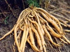 Is Shatavari Good For Your Skin? Benefits, Side Effects And How To Use