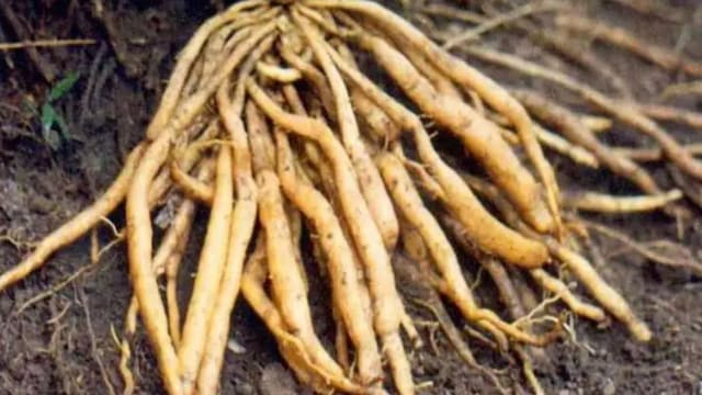 Shatavari contains compounds that may reduce inflammation.
