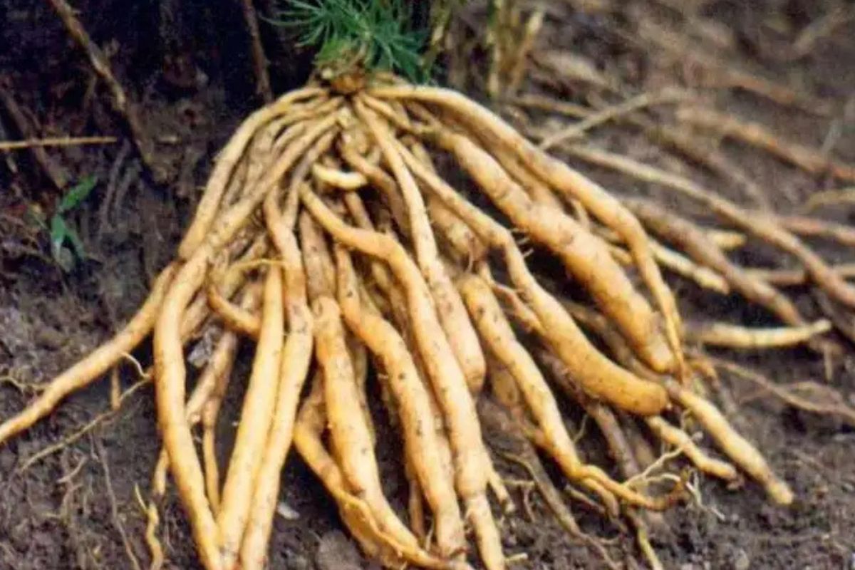 Shatavari contains compounds that may reduce inflammation.