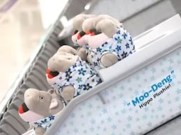 Tourists At Thai Airport Get Moo Deng Hippo-Themed Toys Ahead Of Songkran Tourists At Thai Airport Get Moo Deng Hippo-Themed Toys Ahead Of Songkran