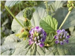 बाकुची: औषधीय गुणों से भरपूर एक चमत्कारी जड़ी-बूटी 