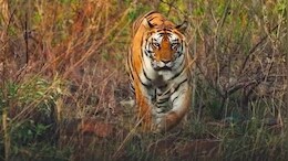 गरियाबंद में&nbsp;बाघ की दहाड़... पंजे के निशान के पास मिले दो मवेशियों के शव; अब आगे क्या ?