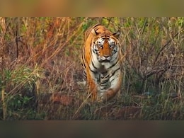 गरियाबंद में बाघ की दहाड़... पंजे के निशान के पास मिले दो मवेशियों के शव; अब आगे क्या ?