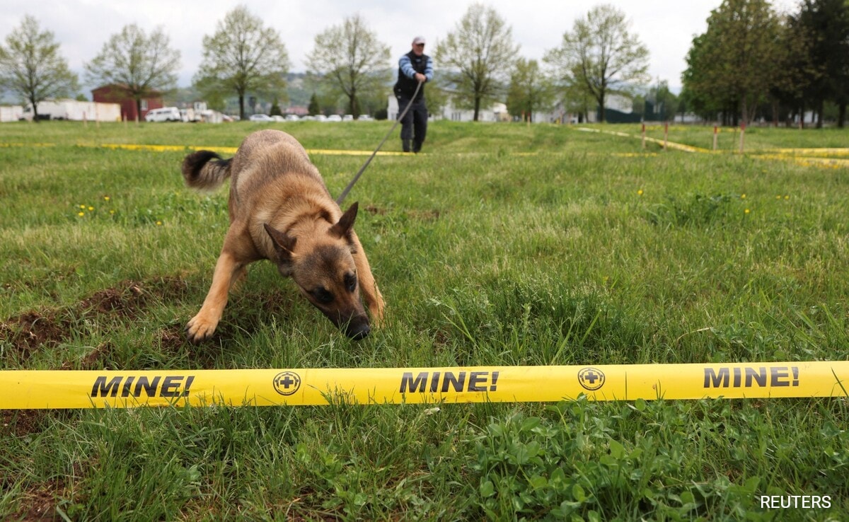 Сараево Мей белгийски овчар и нейният треньор Кенан Мюфтик се