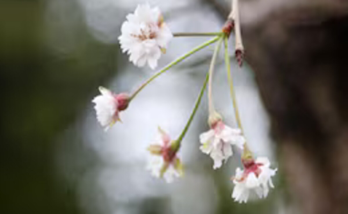 Токио Известните черешови дървета в Япония остаряват но нов инструмент
