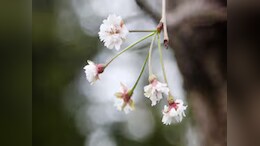 AI Tool Helps Preserve Japan's Aging Cherry Trees