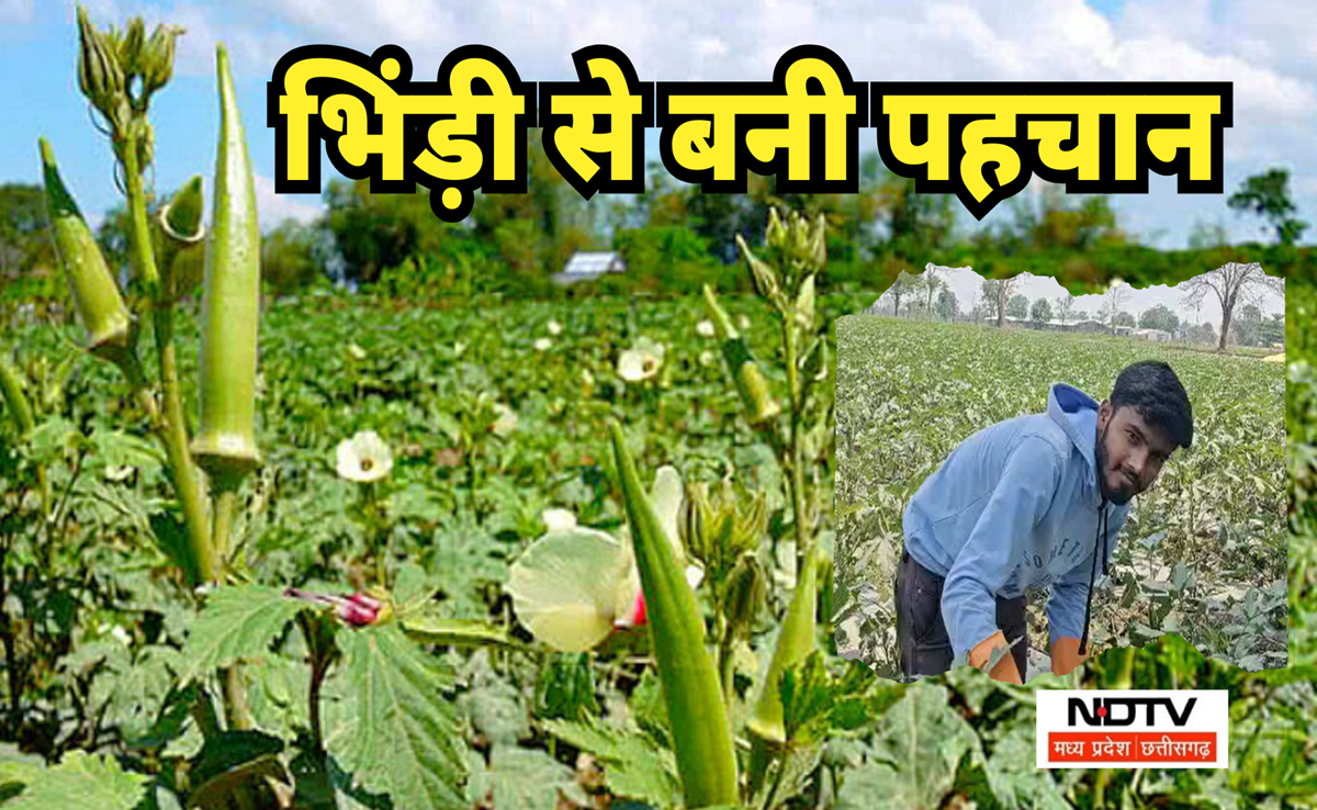 Bhindi Ki Kheti: भिंडी से बदली किस्मत! धान के मुकाबले डबल कमाई, किसान ने बताया खेती का फार्मूला