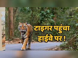 क्या अधूरी तैयारी में खुला शिवपुरी का टाइगर रिजर्व ? दहशत में ग्रामीण, एक रात में 47 भेड़ों का हुआ शिकार क्या अधूरी तैयारी में खुला शिवपुरी का टाइगर रिजर्व ? दहशत में ग्रामीण, एक रात में 47 भेड़ों का हुआ शिकार