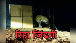 Tiger in MP: माधव नेशनल पार्क को एक और सौगात, पिंजरे से निकलते ही जंगल की तरफ&nbsp;दौड़&nbsp;पड़ा&nbsp;टाइगर