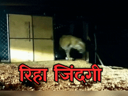 Tiger in MP: माधव नेशनल पार्क को एक और सौगात, पिंजरे से निकलते ही जंगल की तरफ दौड़ पड़ा टाइगर Tiger in MP: माधव नेशनल पार्क को एक और सौगात, पिंजरे से निकलते ही जंगल की तरफ दौड़ पड़ा टाइगर