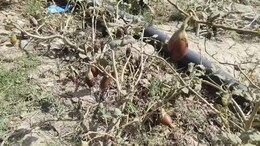भरतपुर में गर्मी से किसान की मेहनत बर्बाद, चिलचिलाती धूप में 10 बीघा खेत में पीले हो गए बैंगन