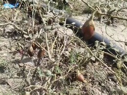 भरतपुर में गर्मी से किसान की मेहनत बर्बाद, चिलचिलाती धूप में 10 बीघा खेत में पीले हो गए बैंगन