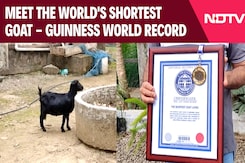 Shortest Living Goat In The World Is In Kerala; Has Guinness World Record Shortest Living Goat In The World Is In Kerala; Has Guinness World Record