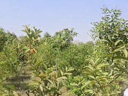 Fruit Park: 12 एकड़ जमीन पर अतिक्रमण हटा बनाया फ्रूट पार्क, अब फलों की बहार... लुभा रही अमरूद-आम-नींबू