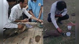 Peacock Death: इंदौर में हीट स्ट्रोक का कहर, 35 राष्ट्रीय पक्षी की मौत पर मचा हड़कंप, जांच में जुटी टीम