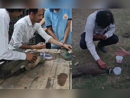 Peacock Death: इंदौर में हीट स्ट्रोक का कहर, 35 राष्ट्रीय पक्षी की मौत पर मचा हड़कंप, जांच में जुटी टीम