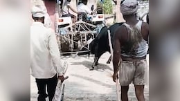 On Camera: Bull Tied To Tractor, Pulled To Death In UP