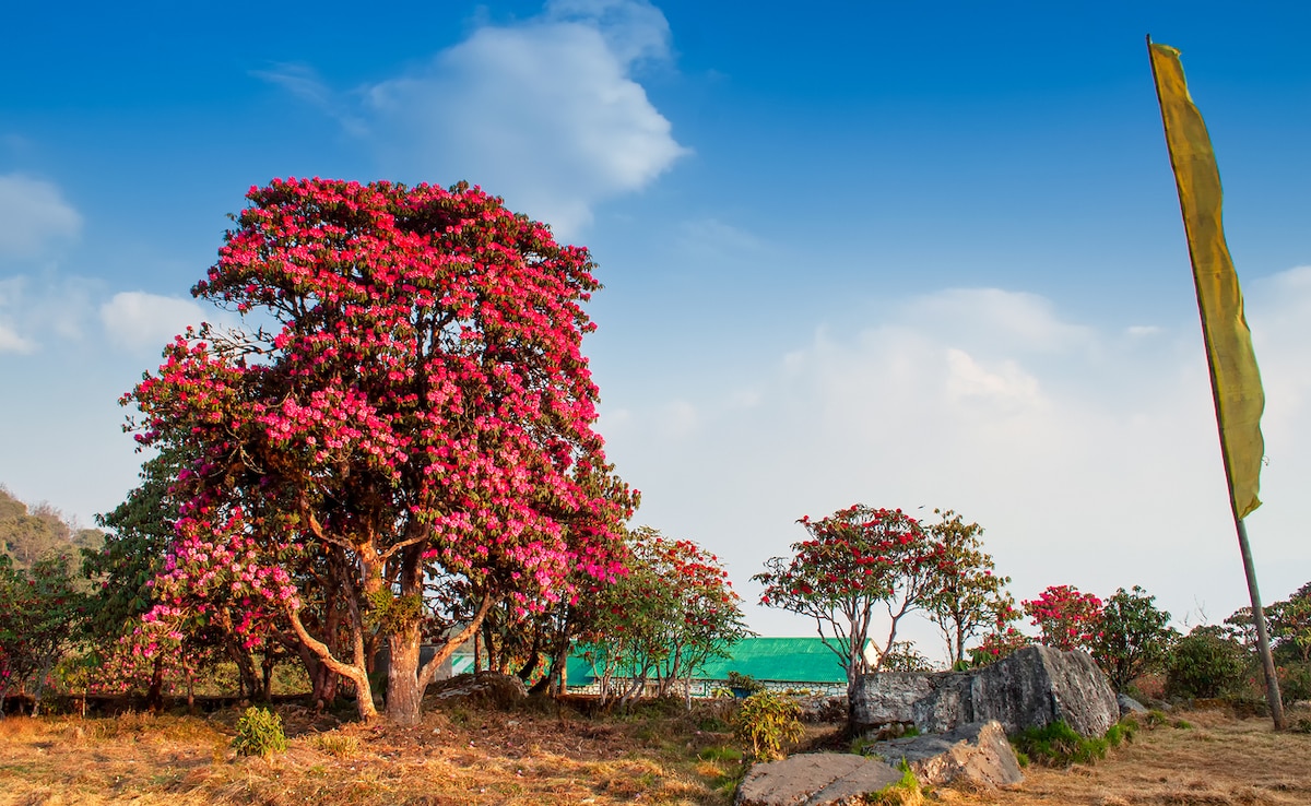 Barsey. Photo: iStock Barsey. Photo: iStock
