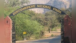 Rajasthan: रणथंभौर में बाघ के बच्चे पर हमले के बाद श्रद्धालुओं के लिए खुले त्रिनेत्र गणेश मंदिर के रास्ते, लेकिन यह अब भी रहेगा बंद&nbsp;