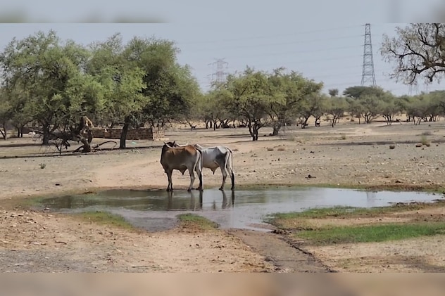 पश्चिमी राजस्थान में ओरण की सैंकड़ों एकड़ ज़मीन है.  पश्चिमी राजस्थान में ओरण की सैंकड़ों एकड़ ज़मीन है.