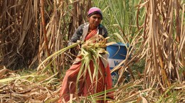 Sugar Production : हवामान बदलामुळे ऊस शेती तोट्यात; 24 हजार कोटींचा आर्थिक फटका बसण्याची भीती