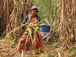 Sugar Production : हवामान बदलामुळे ऊस शेती तोट्यात; 24 हजार कोटींचा आर्थिक फटका बसण्याची भीती Sugar Production : हवामान बदलामुळे ऊस शेती तोट्यात; 24 हजार कोटींचा आर्थिक फटका बसण्याची भीती