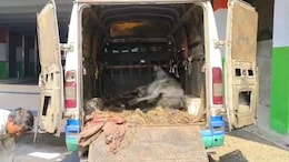 Smuggling: एंबुलेंस में मृत पाए गए दो गोवंश, तस्करों का कारनामा आया सामने