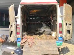 Smuggling: एंबुलेंस में मृत पाए गए दो गोवंश, तस्करों का कारनामा आया सामने