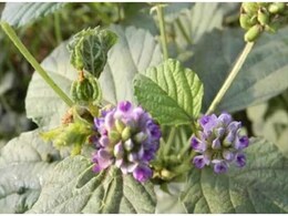 औषधीय गुणों से भरपूर है ये चमत्कारी जड़ी-बूटी, इन लोगों को जरूर करना चाहिए सेवन