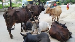 Rajasthan: जैसलमेर में फैला कर्रा रोग, 500 से अधिक गायों की मौत&nbsp;