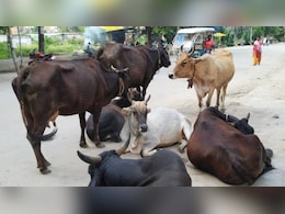 Rajasthan: जैसलमेर में फैला कर्रा रोग, 500 से अधिक गायों की मौत  Rajasthan: जैसलमेर में फैला कर्रा रोग, 500 से अधिक गायों की मौत