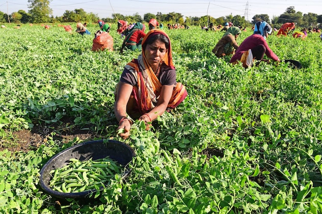 मटर के खेत में काम कर रही महिलाएँ