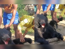 भालू के साथ भयानक क्रूरता, ग्रामीणों ने तड़पा-तड़पा कर मार डाला, अफसर बोले- आजीवन कारावास का है प्रावधान